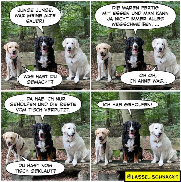 Drei Labrador Retriever sitzen auf einem Waldweg. Der hellbraune sagt, seine alte Saua war fertig mit Essen. Der schwarze erklärt, er habe nur geholfen und den Rest vom Tisch geputzt. Der weisse antwortet triumphierend: Ich habe geholfen!