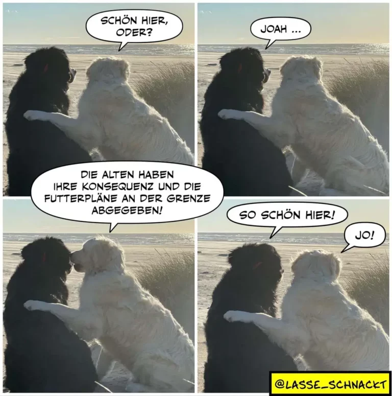 Zwei Hunde am Strand: schwarzer und weisser Hund sitzen nebeneinander mit Blick aufs Meer. Dialog über Futterpläne an der Grenze.
