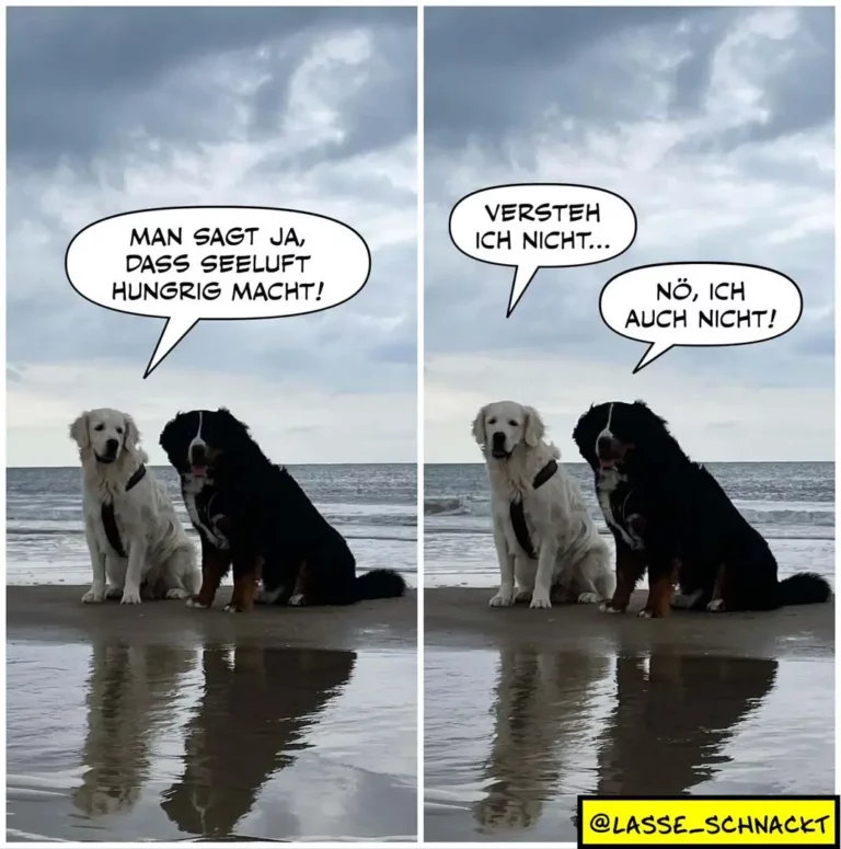 Weisser und schwarzer Labrador am Strand im Wasser. Links sagt der weisse Hund: «Man sagt ja, dass Seeluft hungrig macht!» Rechts antwortet der schwarze Hund: «Versteh ich nicht... Nö, ich auch nicht!»
