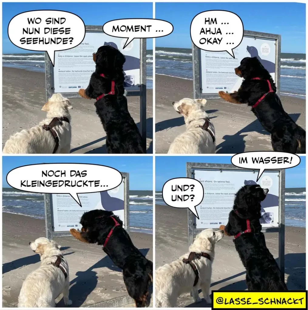 Schwarzer Hund liest Informationstafel am Strand, weisser Hund schaut zu. Dialog über Seehunde, dann ins Wasser sprinten.