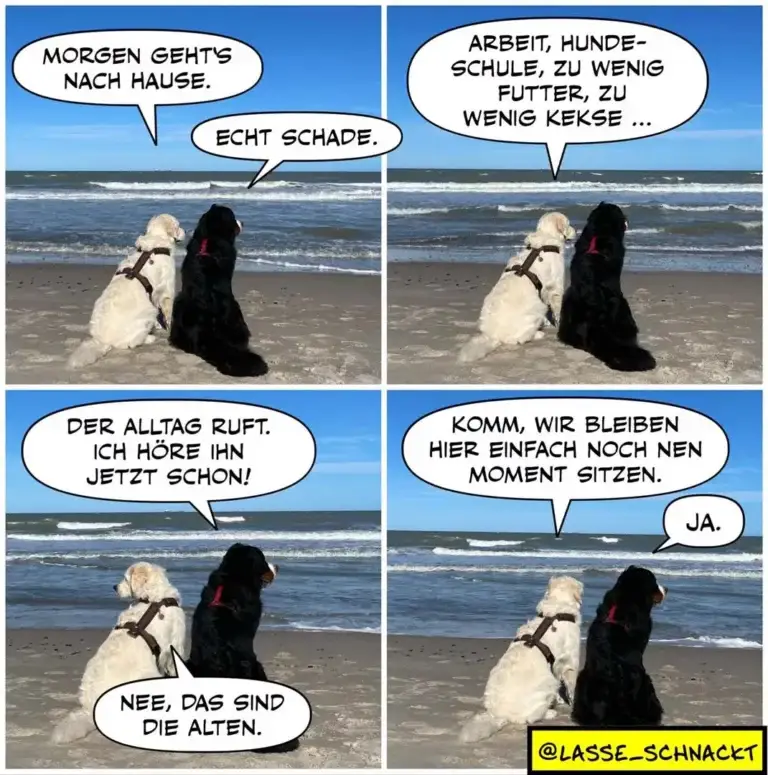 Zwei Hunde sitzen am Strand, weisser und schwarzer Hund unterhalten sich in vier Szenen über den Tagesablauf