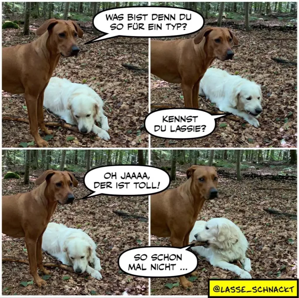 Brauner Labrador fragt weissen Labrador in vier Panels im Wald, was für ein Typ er sei. Der weisse Hund schnüffelt am Boden, worauf der braune sagt, der sei toll. Im letzten Panel schaut der weisse Hund verlegen und antwortet: so schon mal nicht.
