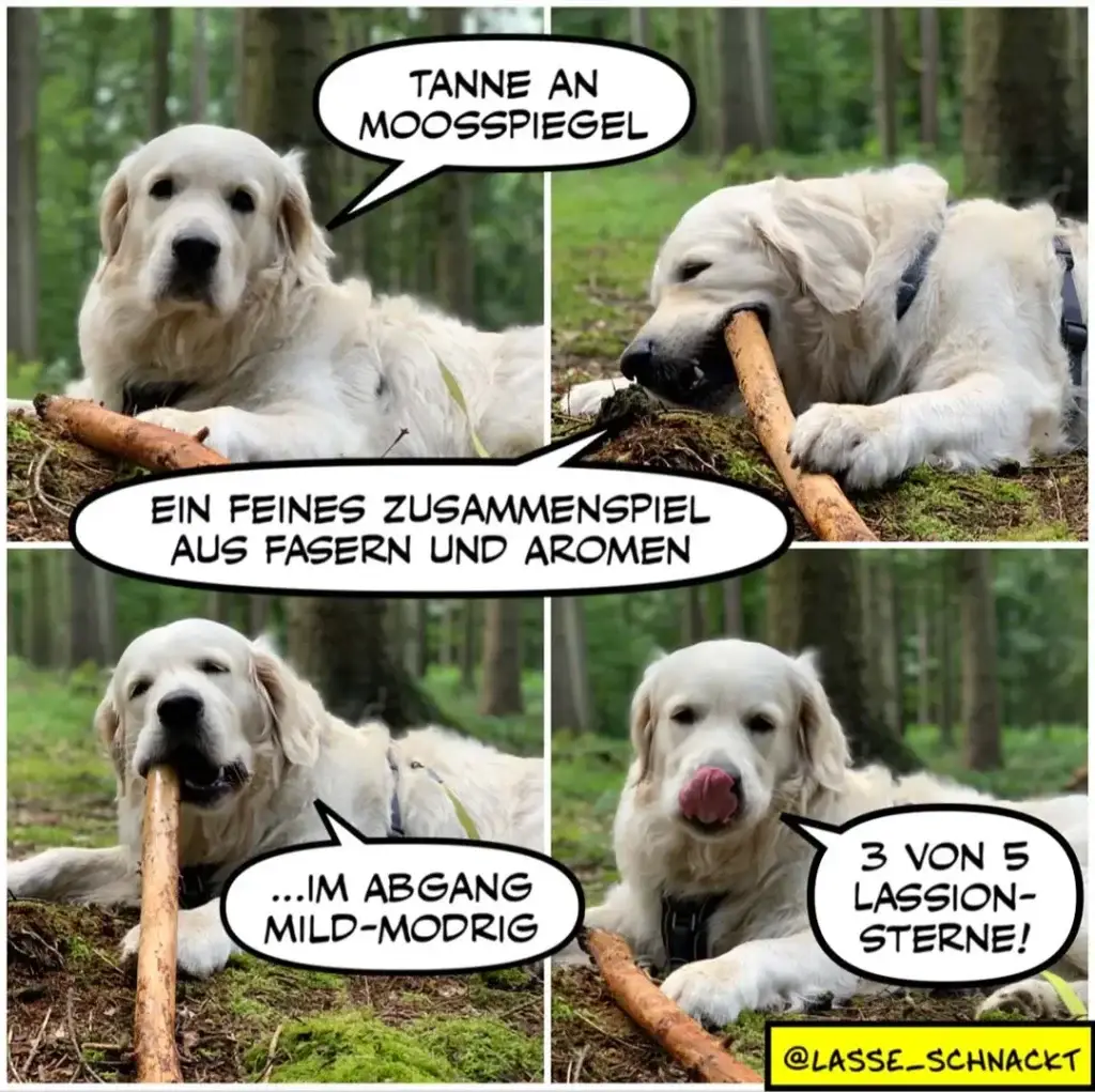 Weisser Labrador in vier Panels: spricht von Moosspiegel, kaut an Ast, beschreibt Geschmack als mild-modrig, zeigt Zunge und freut sich auf Lasagne-Sterne