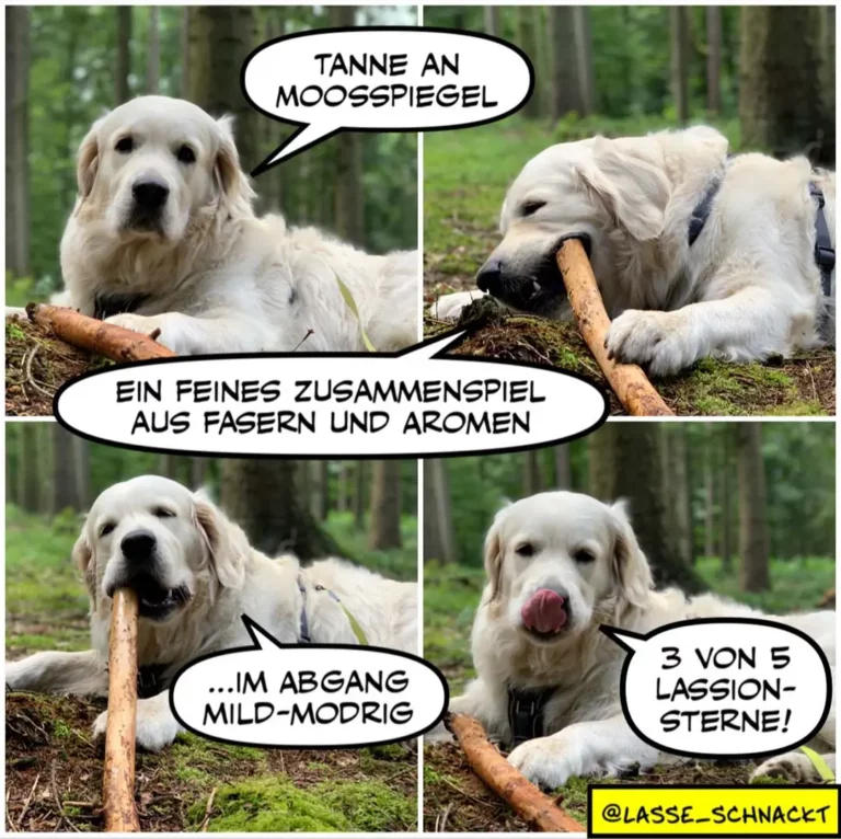 Weisser Labrador in vier Panels: spricht von Moosspiegel, kaut an Ast, beschreibt Geschmack als mild-modrig, zeigt Zunge und freut sich auf Lasagne-Sterne