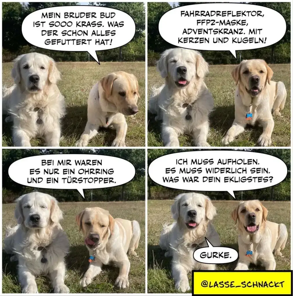 Vier Panel-Comic mit zwei hellgelben Labrador Retrievern auf einer Wiese. Oben links: grosser Hund spricht zu kleinerem. Oben rechts: grosser Hund prahlt mit Zubehör. Unten: Hund enthüllt, dass nur ein Ohrring und Türstopper dabei waren. Letztes Panel: kleiner Hund antwortet knapp mit 'GURKE'.