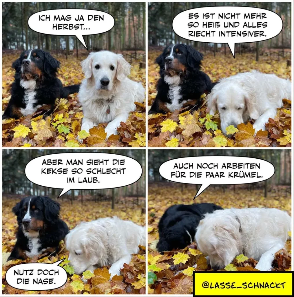 Zwei Hunde im Herbstlaub: schwarzer und weisser Hund im Dialog. Weisser Hund schnüffelt am Boden, schwarzer Hund schaut zu.