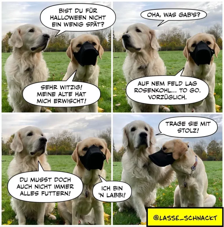Zwei Labrador Retriever im Gespräch auf einer Wiese: einer trägt eine schwarze Halloween-Maske, der andere erklärt ihm humorvoll sein Kostüm.