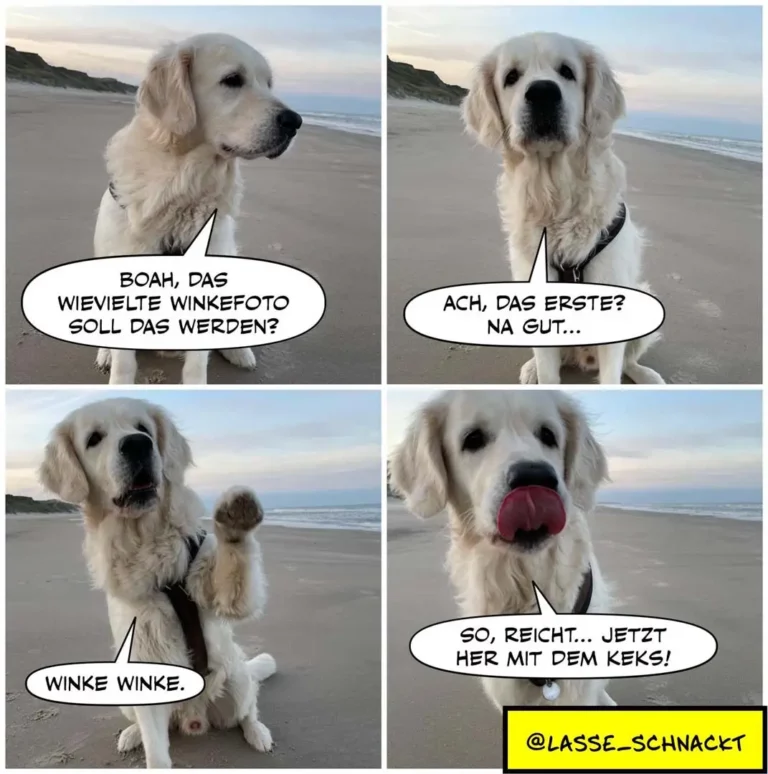 Weisser Labrador am Strand in vier Panels: schaut zur Seite, blickt nach vorne, hebt die Pfote winkend, leckt sich die Lippen