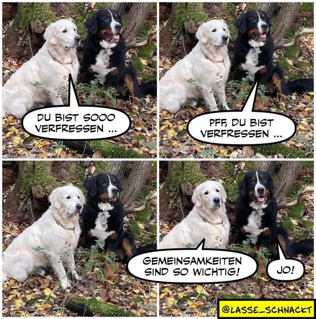 Weisser und schwarzer Hund sitzen nebeneinander. Panel 1-2: Weisser Hund sagt «Du bist sooo verfresse...», schwarzer Hund antwortet «Pff, du bist verfresse...». Panel 3-4: Beide schauen sich an, schwarzer Hund sagt «Gemesamkeiten sind so wichtig!», weisser Hund antwortet «Jo!»