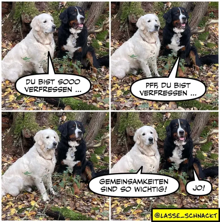 Weisser und schwarzer Hund sitzen nebeneinander. Panel 1-2: Weisser Hund sagt «Du bist sooo verfresse...», schwarzer Hund antwortet «Pff, du bist verfresse...». Panel 3-4: Beide schauen sich an, schwarzer Hund sagt «Gemesamkeiten sind so wichtig!», weisser Hund antwortet «Jo!»