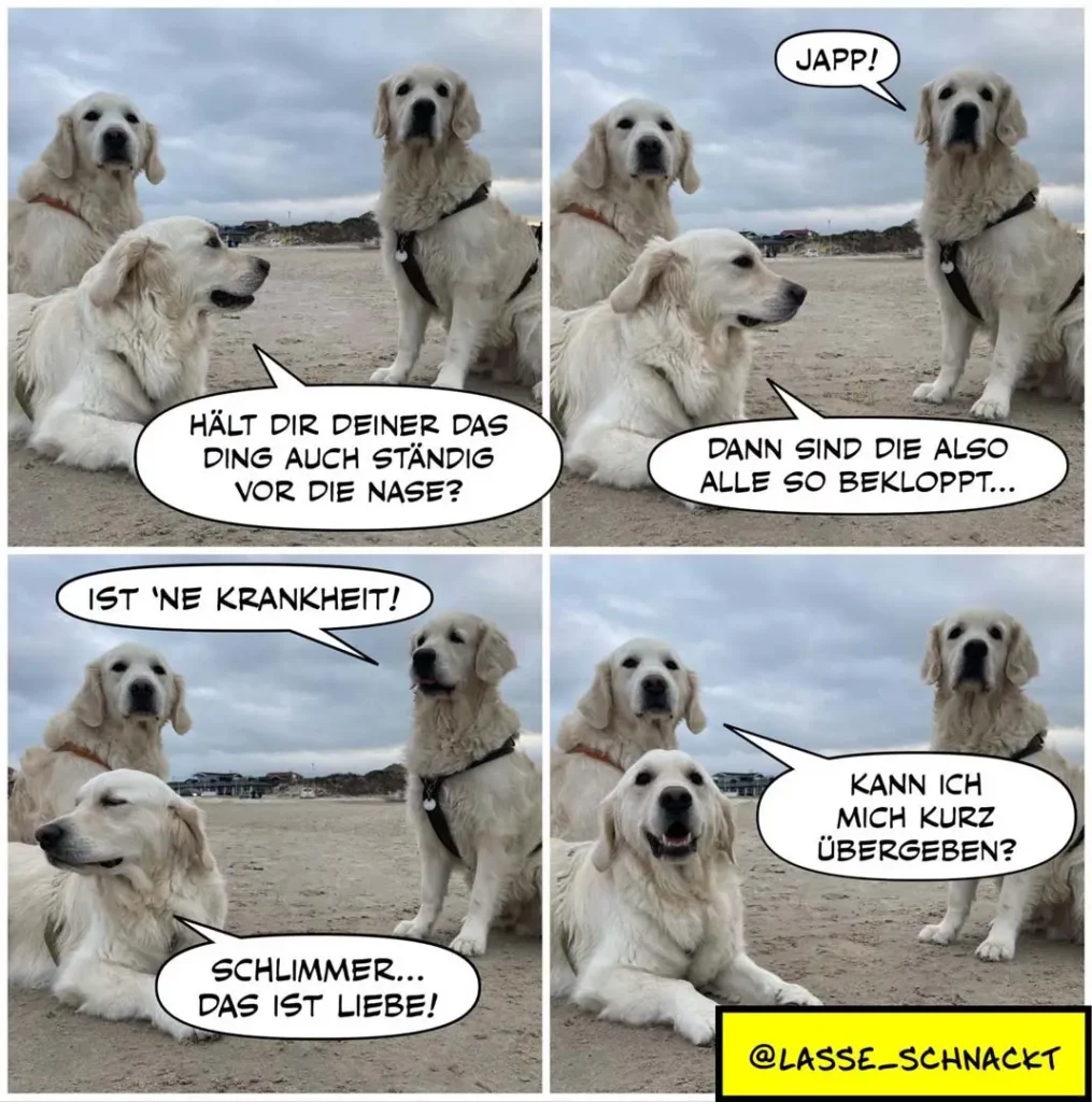 Vier Labrador-Retriever am Strand: einer fragt, warum der andere sein Ding vor der Nase hält, dann folgt eine Reaktion mit 'Japp!', danach wird es emotional.