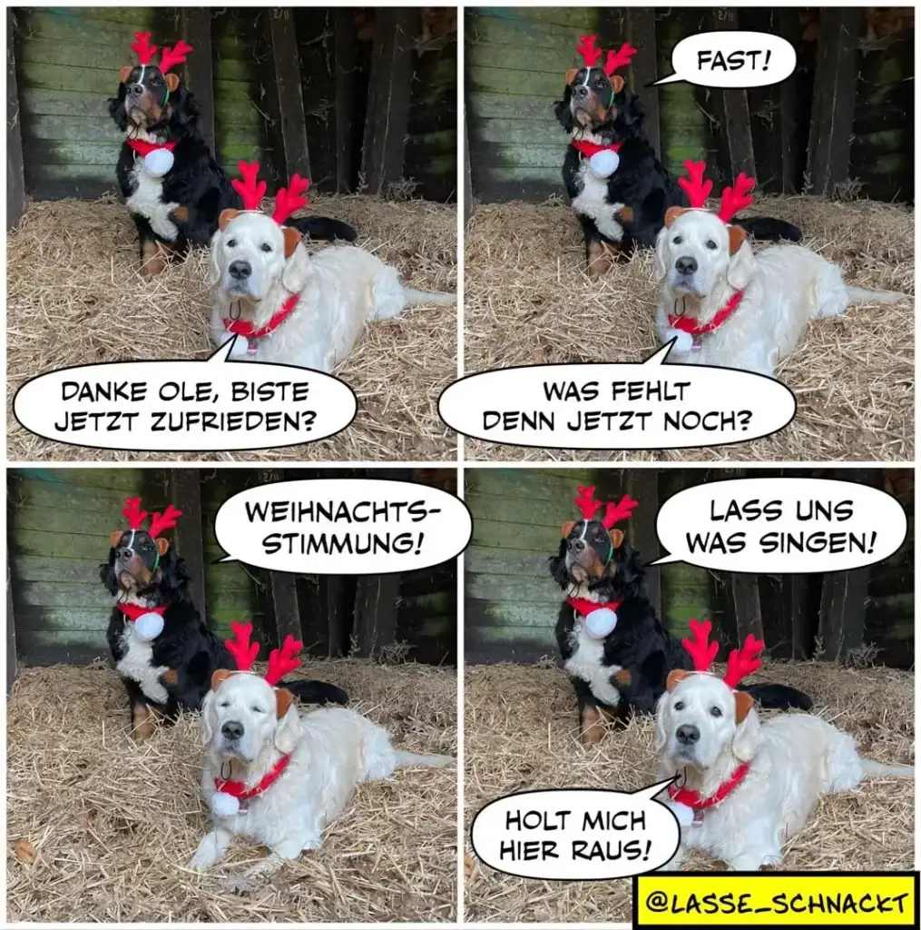 Zwei Hunde mit Weihnachtsdeko: schwarzer Hund mit roten Rentiergeweihen sitzt erhöht, weisser Hund mit rotem Halsband liegt vorne. Vier-Panel-Comic mit Dialogblasen.