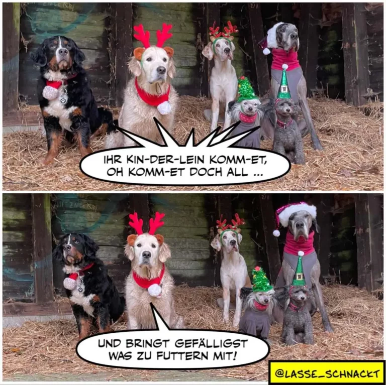 Fünf weihnachtlich geschmückte Hunde in einem Stall. Oben sagt einer: «Ihr Kin-der-lein komm-et, oh komm-et doch all...» Unten antwortet ein anderer: «Und bringt gefälligst was zu futtern mit!»