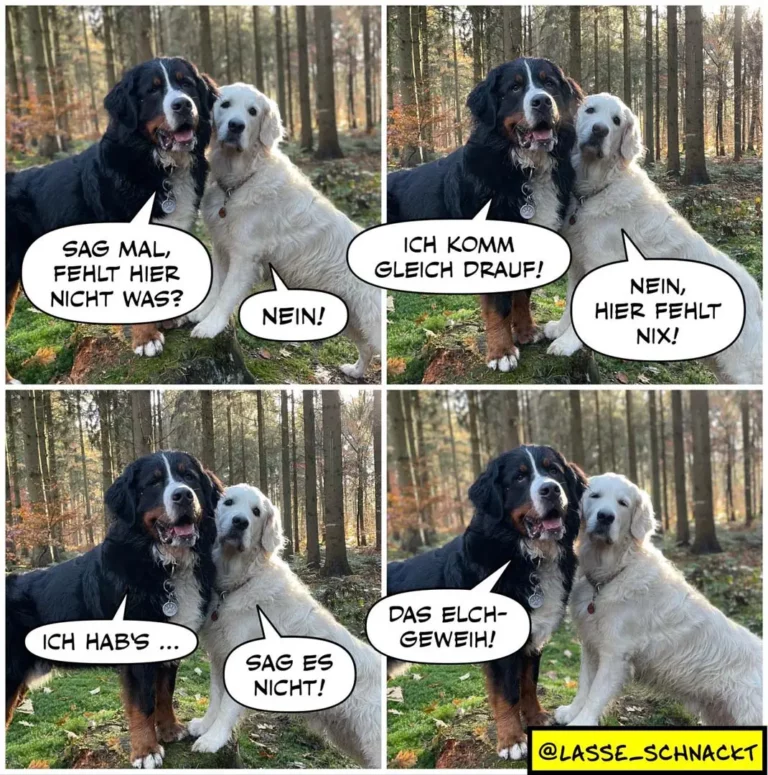 Schwarzer und weisser Hund im Wald: Der schwarze Hund fragt den weissen, ob etwas fehlt. Der weisse antwortet mehrmals nein, dann behauptet der schwarze, er komme gleich drauf. Am Ende sagt der weisse: Das Elchgeweihe!