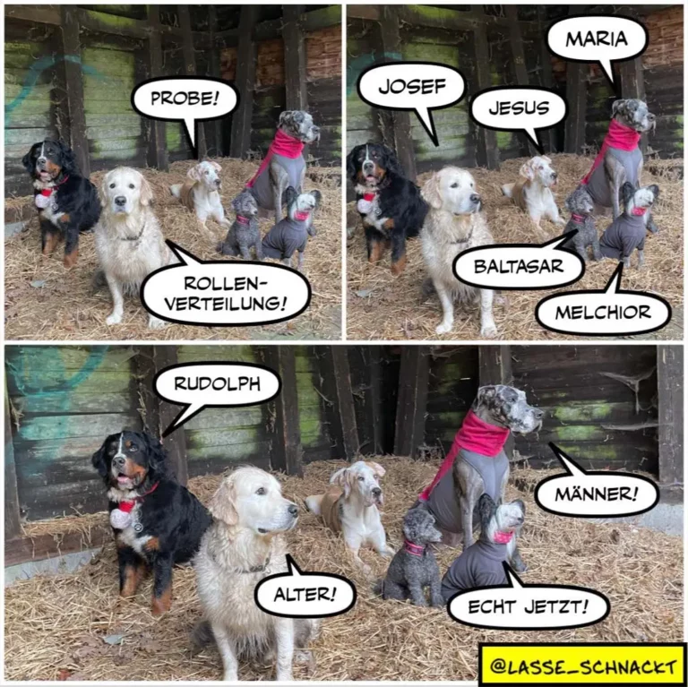 Vier Hunde in einer Stallbox, jeder trägt ein farbiges Halsband. Der schwarze Hund sagt «Probe!», der weisse «Rollenverteilung!», der beige «Alter!» und der graue mit pinkem Tuch «Männer! Echt jetzt!»