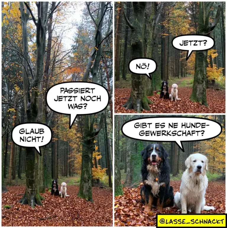 Zwei Hunde im Herbstwald: schwarzer und weisser Hund sitzen nebeneinander zwischen grossen Bäumen auf Laubstreu