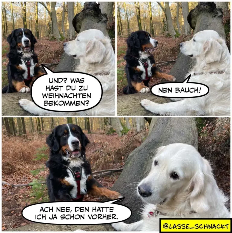 Schwarzer und weisser Hund im Wald: schwarzer Hund fragt weissen Hund «Und? Was hast du zu Weihnachten bekommen?», weisser Hund antwortet «Nen Bauch!», schwarzer Hund reagiert enttäuscht «Ach nee, den hatte ich ja schon vorher.»