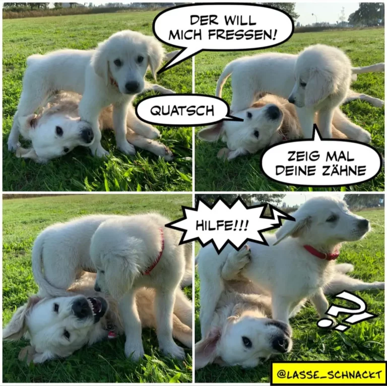 Vier weisse Hunde auf einer Wiese: einer will den anderen fressend, dann quetscht er ihn, ein dritter ruft um Hilfe, der vierte liegt am Boden