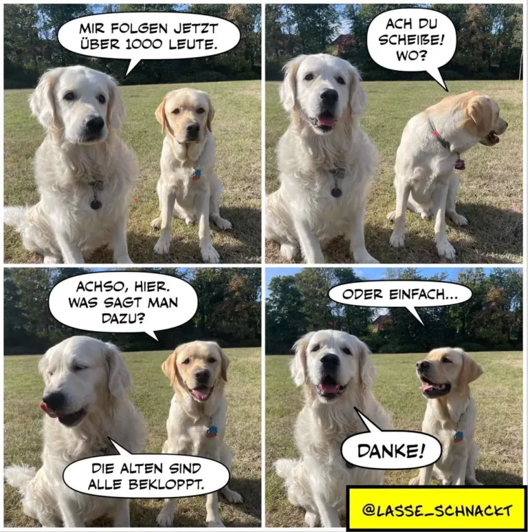 Zwei Labrador-Retriever unterhalten sich auf einer Wiese. Der grössere Hund erklärt dem kleineren die Situation, während dieser skeptisch schaut und dann wegschaut.