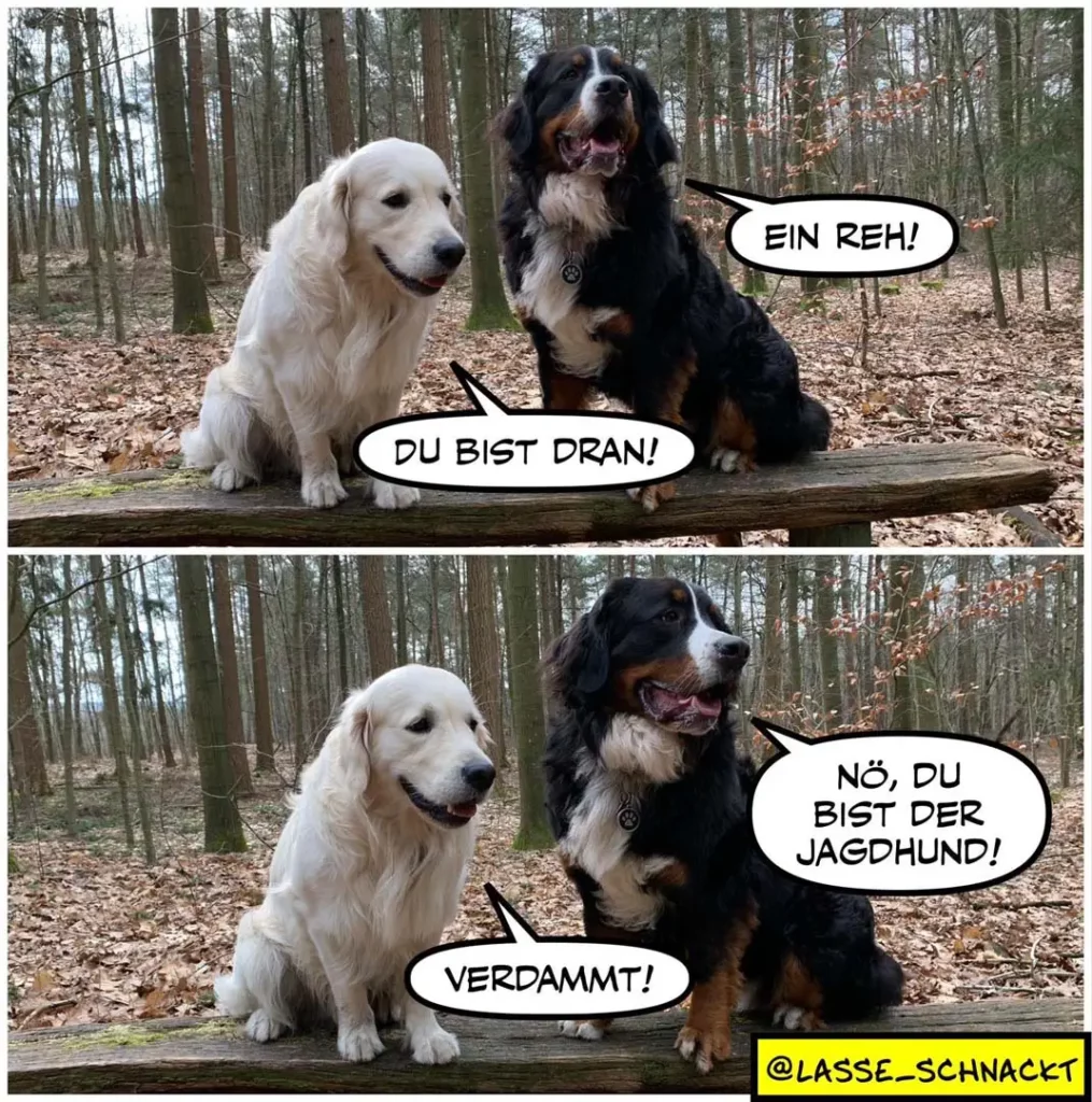 Weisser Labrador und schwarzer Bernersennenhund sitzen auf Baumstamm im Wald. Oberer Panel: Bernersennenhund sagt «Ein Reh!», Labrador antwortet «Du bist dran!». Unterer Panel: Labrador sagt «Verdammt!», Bernersennenhund antwortet «Nö, du bist der Jagdhund!»