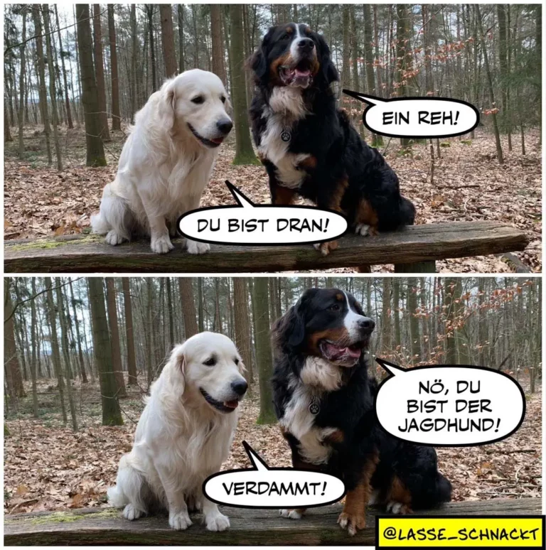 Weisser Labrador und schwarzer Bernersennenhund sitzen auf Baumstamm im Wald. Oberer Panel: Bernersennenhund sagt «Ein Reh!», Labrador antwortet «Du bist dran!». Unterer Panel: Labrador sagt «Verdammt!», Bernersennenhund antwortet «Nö, du bist der Jagdhund!»