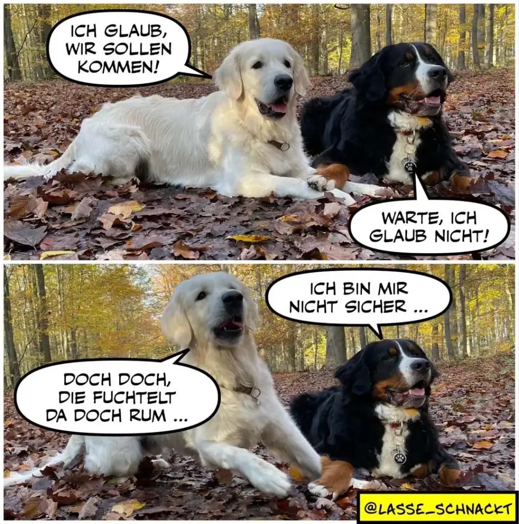Weisser und schwarzbrauner Hund liegen im Herbstwald. Der weisse Hund sagt «Ich glaub, wir sollen kommen!» Der schwarzbraune antwortet «Warte, ich glaub nicht!» Darauf der weisse: «Doch doch, die Fuchtelt da doch rum...»