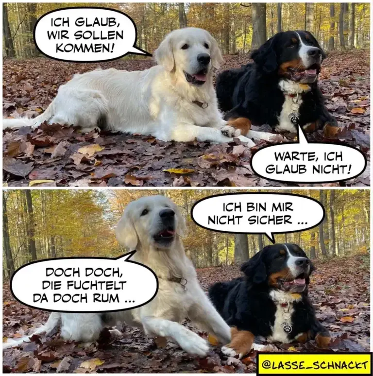 Weisser und schwarzbrauner Hund liegen im Herbstwald. Der weisse Hund sagt «Ich glaub, wir sollen kommen!» Der schwarzbraune antwortet «Warte, ich glaub nicht!» Darauf der weisse: «Doch doch, die Fuchtelt da doch rum...»