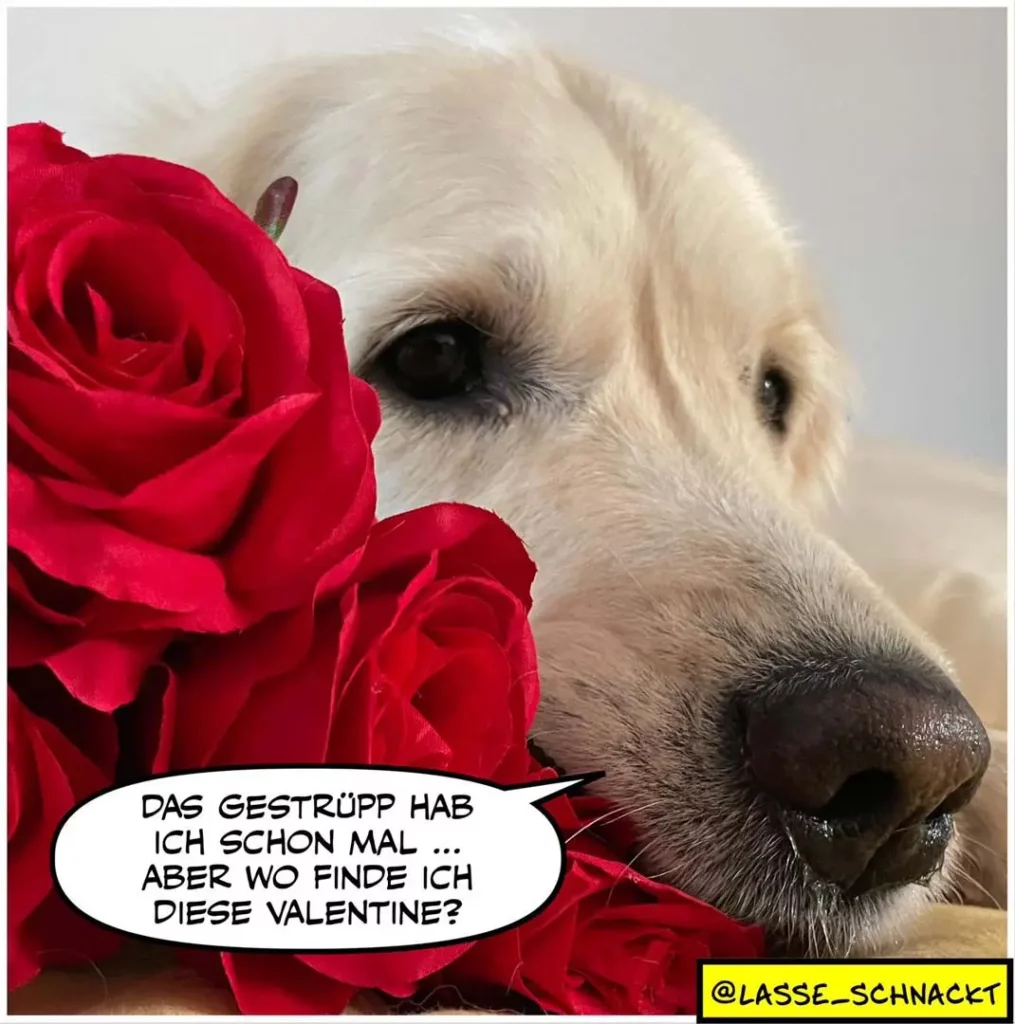 Weisser Hund schnüffelt an roten Rosen, Sprechblase: «Das Gestrüpp hab ich schon mal ... aber wo finde ich diese Valentinie?»