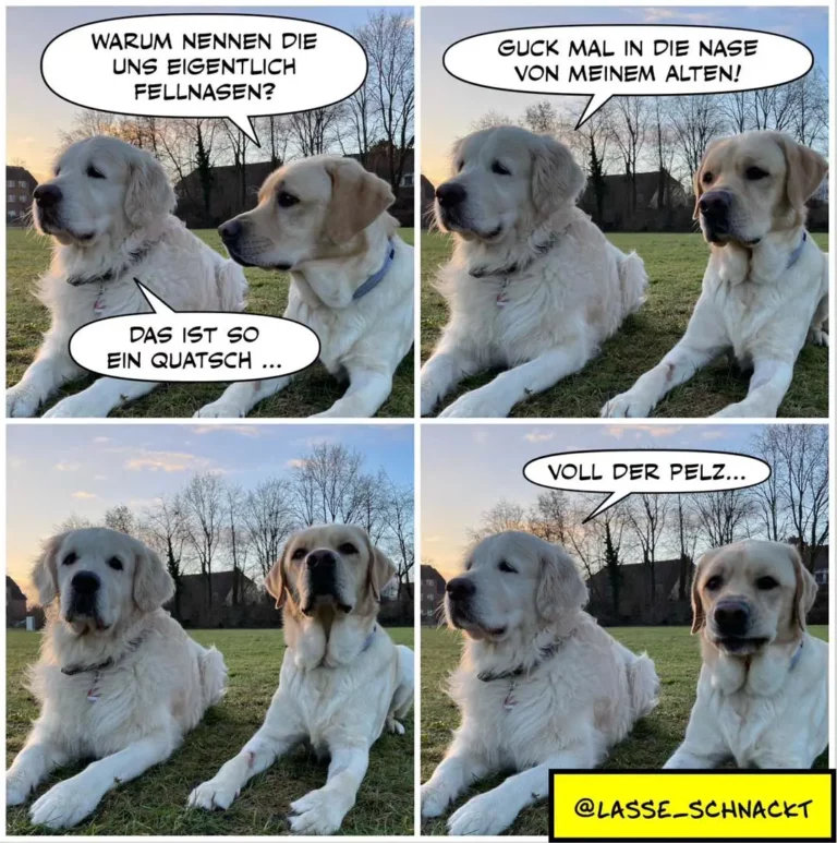 Zwei weisse Labrador-Retriever sitzen nebeneinander auf einer Wiese. Im Comic-Dialog fragt der eine 'Warum nennen die uns eigentlich Fellnasen?' Der andere antwortet 'Guck mal in die Nase von meinem Alten!' und zeigt auf seine feuchte Nase.