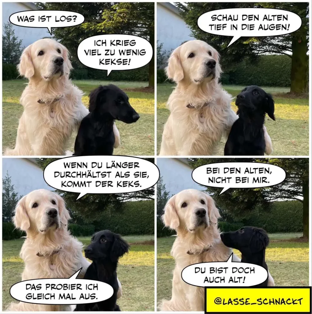 Vier-Panel-Comic mit weissem und schwarzem Labrador. Weisser Hund beschwert sich über zu wenig Kekse, schwarzer Hund schaut ihn an. Weisser Hund erklärt, wenn er länger lebt, kommt der Keks. Schwarzer Hund antwortet: du bist doch auch alt.