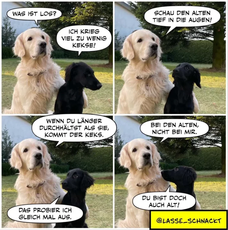 Vier-Panel-Comic mit weissem und schwarzem Labrador. Weisser Hund beschwert sich über zu wenig Kekse, schwarzer Hund schaut ihn an. Weisser Hund erklärt, wenn er länger lebt, kommt der Keks. Schwarzer Hund antwortet: du bist doch auch alt.