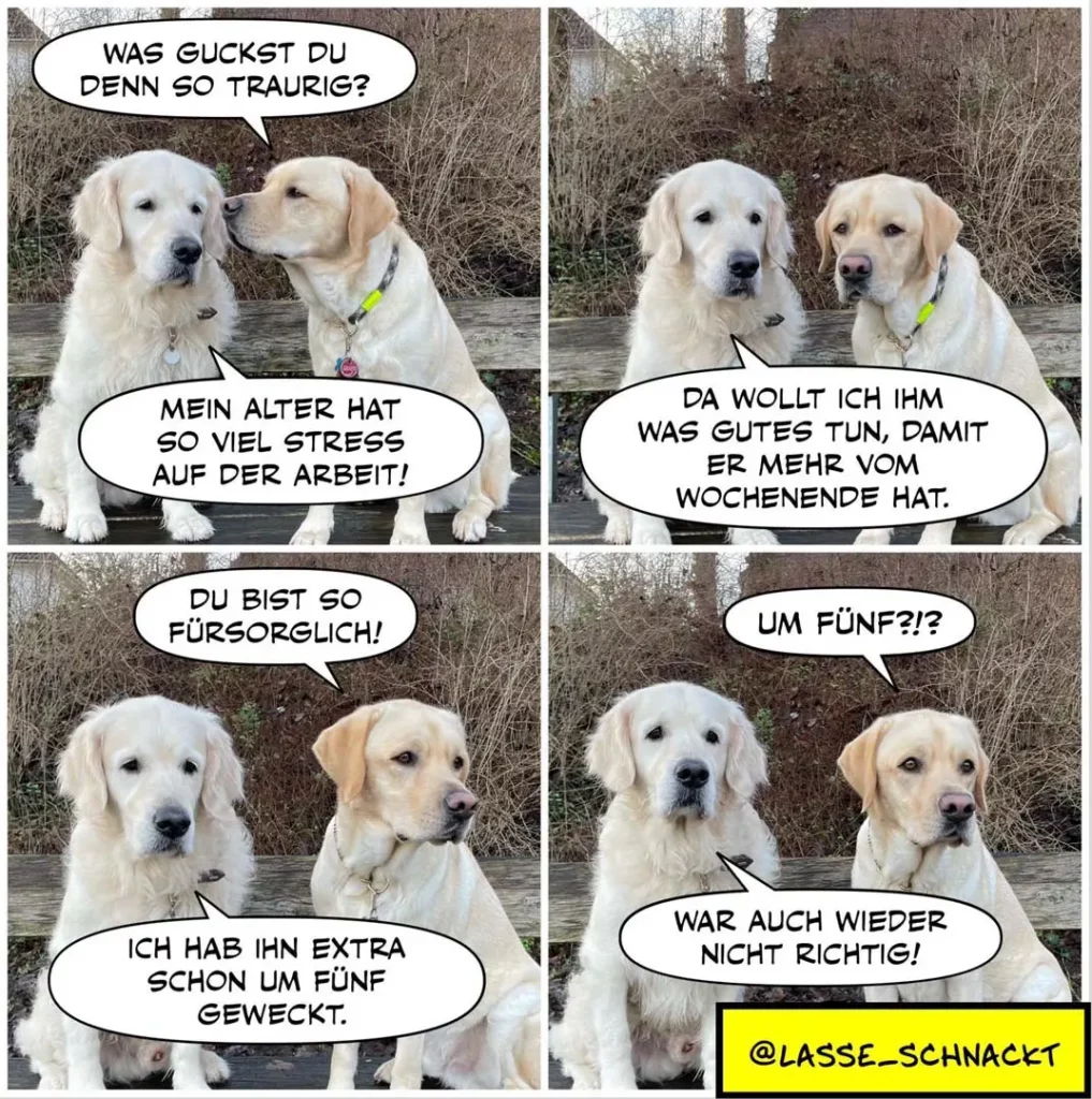 Zwei weisse Labrador Retriever sitzen auf einer Bank. Der ältere erzählt vom Stress bei der Arbeit, der jüngere schlägt vor, etwas Schönes zu unternehmen. Der ältere hat ihn bereits um fünf Uhr geweckt, der jüngere fragt ungläubig nach.