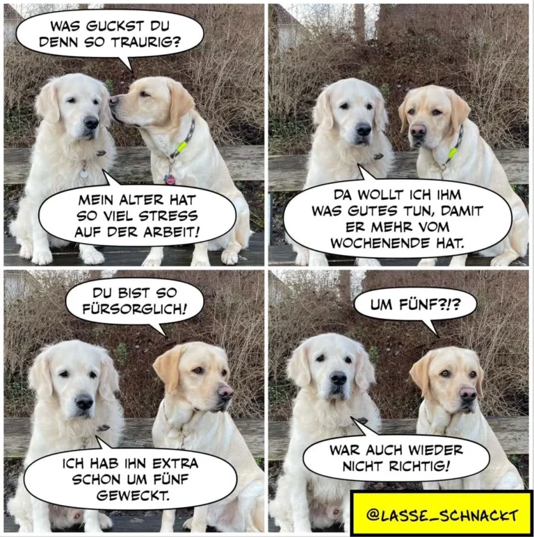 Zwei weisse Labrador Retriever sitzen auf einer Bank. Der ältere erzählt vom Stress bei der Arbeit, der jüngere schlägt vor, etwas Schönes zu unternehmen. Der ältere hat ihn bereits um fünf Uhr geweckt, der jüngere fragt ungläubig nach.