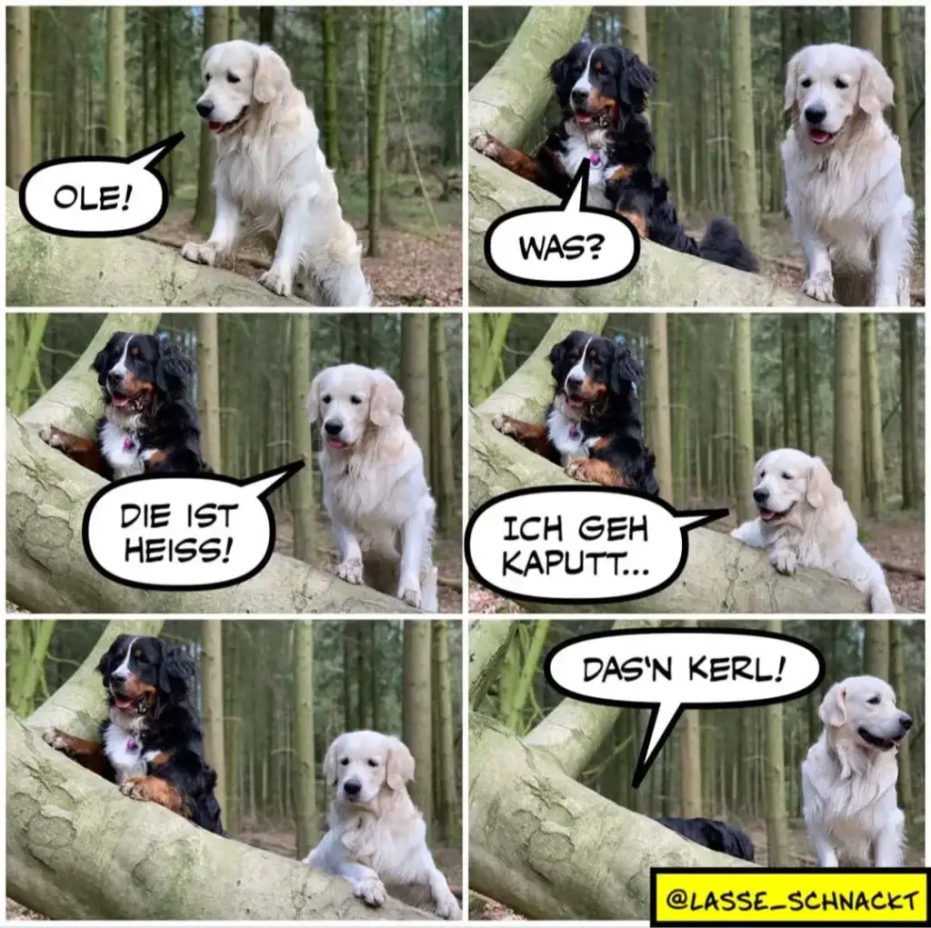 Schwarzer Hund sitzt in Baum und ruft Goldene Retriever zu: Ole! War? Die ist heiss! Ich geh kaputt... Das'n Kerl!