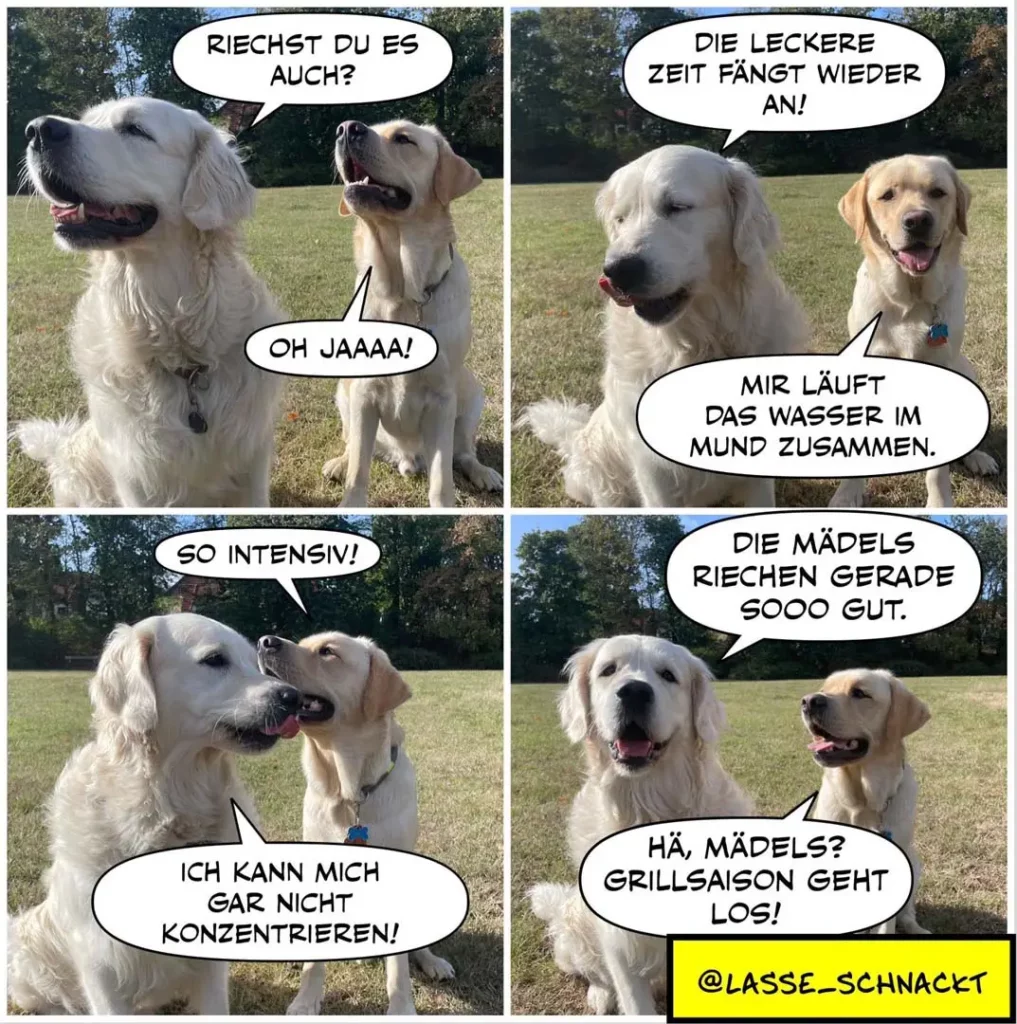 Zwei weisse Labrador Retriever unterhalten sich auf einer Wiese. Der eine fragt den anderen, ob er es auch riecht. Dann erklären sie sich gegenseitig, was sie gerade intensiv lecken.