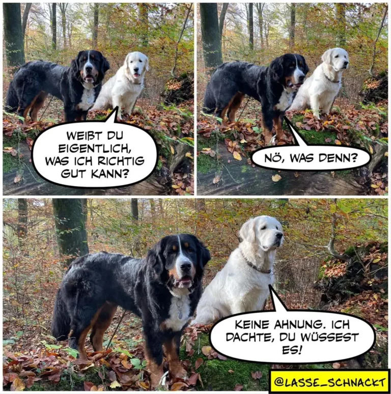 Drei Hunde im Wald: schwarzer Hund fragt weisse Hunde, ob sie wissen, was er richtig gut kann. Weisse Hunde fragen nach. Schwarzer Hund antwortet: Keine Ahnung, ich dachte, du wüsstest es.