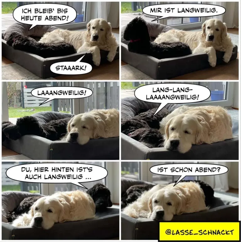 Zwei Hunde in schwarzem Hundebett: cremefarbener Hund sagt «Ich bleib bis heute Abend», schwarzer Hund antwortet «Mir ist langweilig», dann «Staark!» und «Laaangweilig!», dann «Lang-lang-laaangweilig!». Abschliessend fragt der cremefarbene Hund «Du, hier hinten ist auch langweilig...» und der schwarze fragt zurück «Ist schon Abend?»
