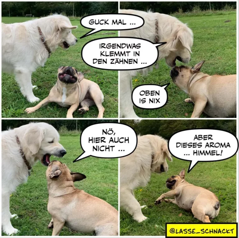 Vier Hunde unterhalten sich auf einer Wiese. Zwei grosse weisse Hunde und zwei kleinere braune Hunde sprechen miteinander in Comic-Sprechblasen.