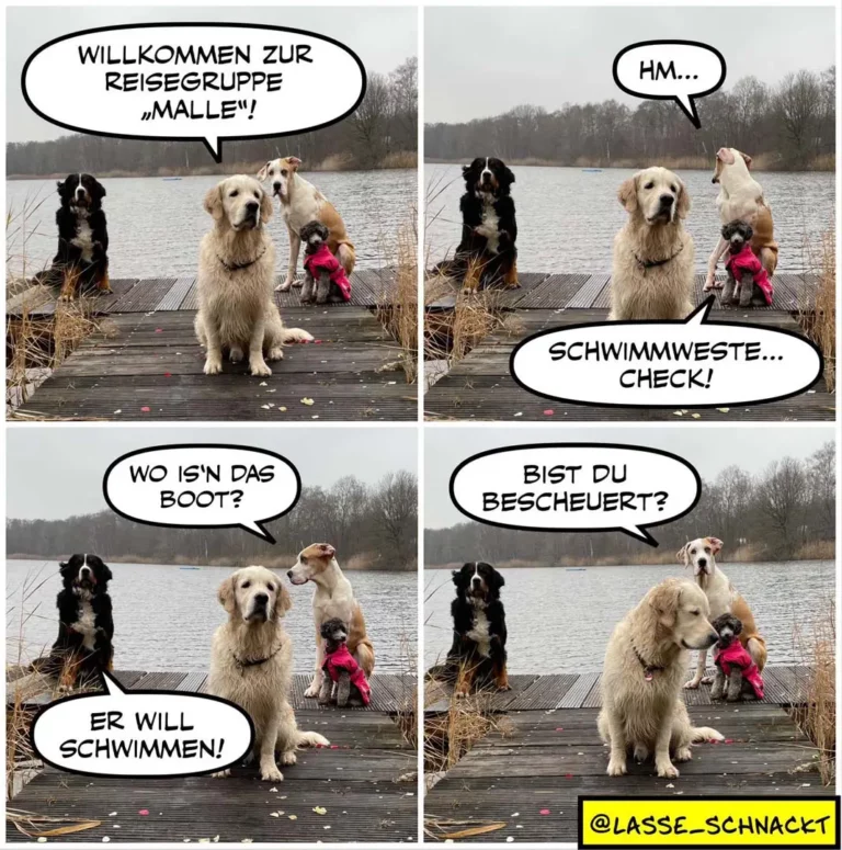 Vier Hunde an einem Steg am See: Ein schwarzer Hund begrüsst eine Reisegruppe, ein weisser und brauner Hund schauen zu, ein kleiner Hund in Pink sitzt dabei
