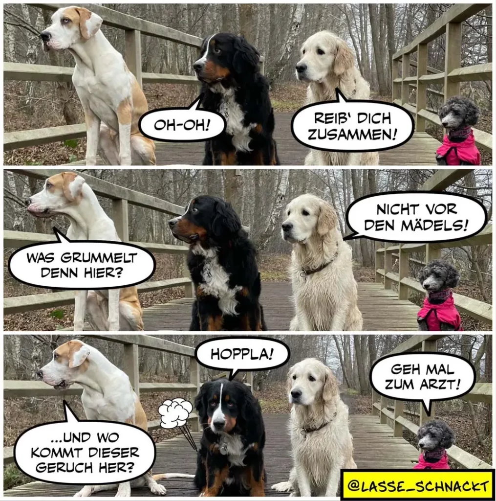 Vier Hunde auf einer Holzterrasse: weisser Labrador, schwarzer Dobermann, weisser Golden Retriever und grauer Terrier in pinker Weste. Dialog über Geruchsbelästigung.
