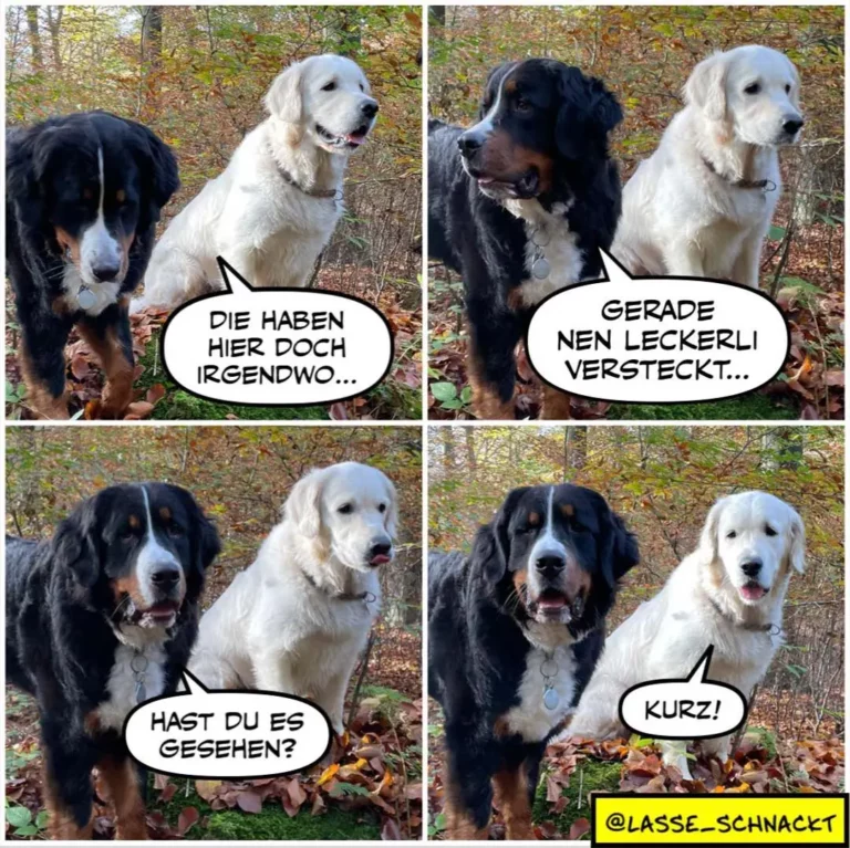 Vier Panel-Comic: Schwarzer und weisser Hund im Wald. Schwarzer Hund: «Die haben hier doch irgendwo...» Weisser Hund: «Gerade nen Leckerli versteckt...» Schwarzer Hund: «Hast du es gesehen?» Weisser Hund: «Kurz!»