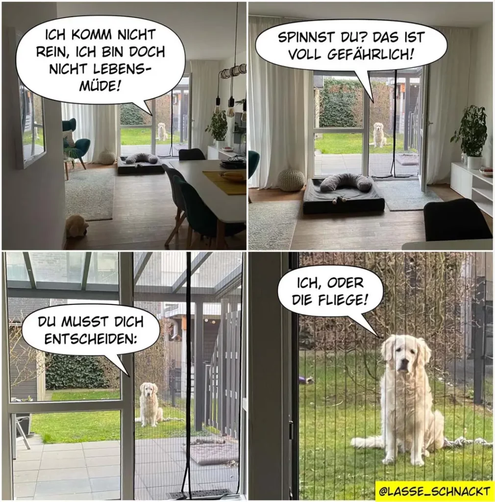 Vierteiliger Comic: Hund sitzt im Wohnzimmer und sagt, er sei keine Lebens­müde; im zweiten Panel spinnt der Halter und der Hund warnt vor Fliegen; im dritten Panel fordert der Halter den Hund auf sich zu entscheiden; im vierten Panel sitzt der Hund draussen hinter einem Fliegengitter-Zaun