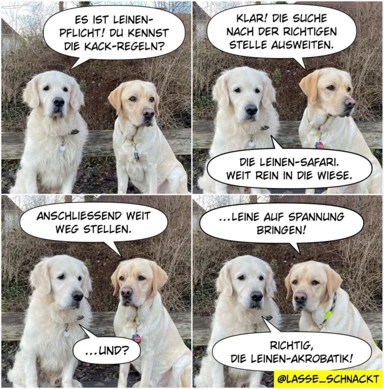 Zwei weisse Labrador Retriever sitzen sich gegenüber. Im ersten Panel erklärt der linke Hund dem rechten die Leinenführigkeit-Regeln. In den folgenden Panels demonstriert der rechte Hund kreative Missinterpretationen: «Leinenakrobatik» statt korrektes Laufen.
