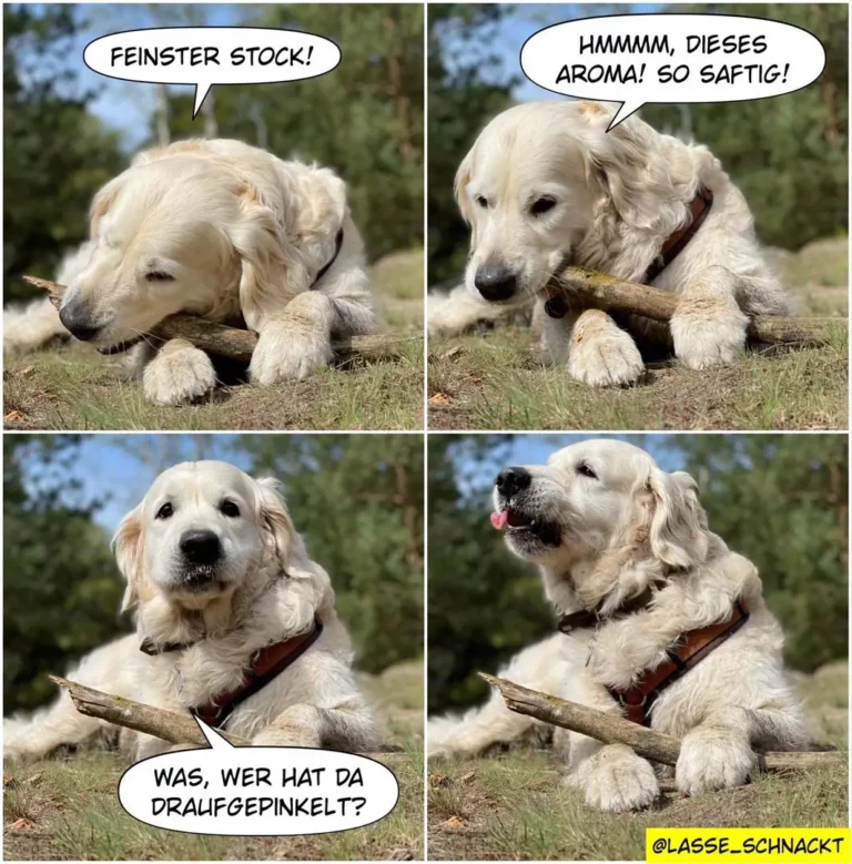 Weisser Golden Retriever mit Holzstab im Maul in vier Panels: erst ruft er «Fenster stock!», dann schnuppert am Holz und sagt «Hmmm, dieses Aroma! So saftig!», schliesslich schaut er fragend und denkt «Was, wer hat da draufgepinkelt?»