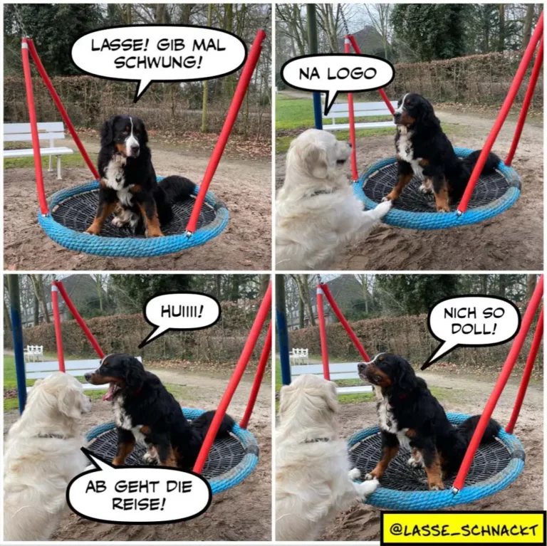 Schwarzer Hund sitzt in Schaukel auf Hundeplatz, weisser Hund nähert sich, vier Panels zeigen Dialog zwischen den beiden