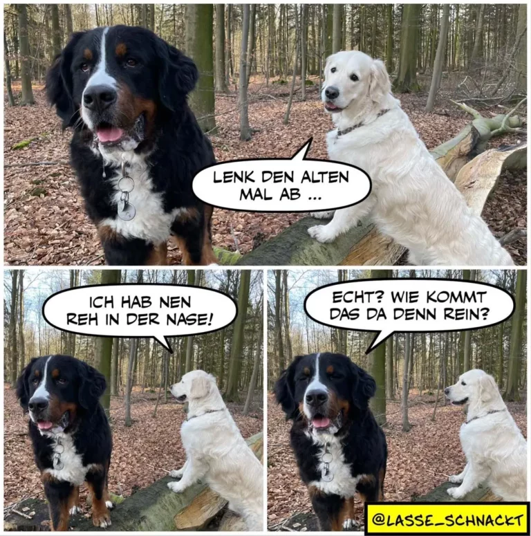 Zwei Hunde im Wald: schwarzer Hund mit weissem Brustfleck sagt zum weissen Hund «Lenk den Alten mal ab», schwarzer Hund antwortet «Ich hab nen Reh in der Nase!»