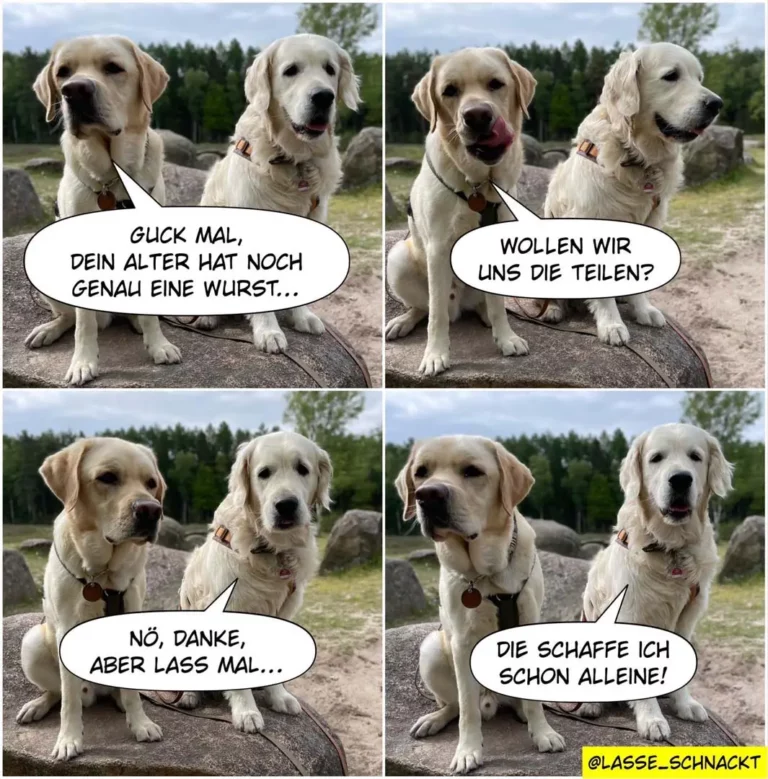 Zwei helle Labrador Retriever sitzen nebeneinander auf einem Stein. Der linke Hund spricht, der rechte antwortet mit Zunge raus.