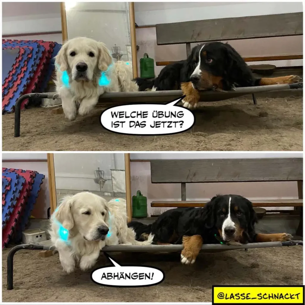 Weisser Hund mit blauen Ohren schaut schwarzen Hund an und fragt «Welche Übung ist das jetzt?» Der schwarze Hund antwortet «Abhängen!»