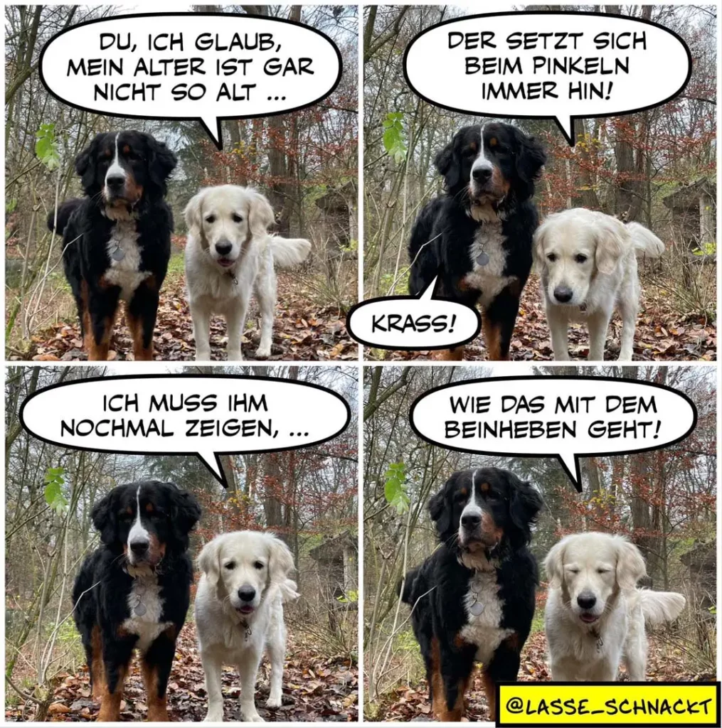 Zwei Hunde im Wald: schwarzer und weisser Hund. Schwarzer Hund sagt dem weissen, dieser setze sich beim Pinkeln immer hin. Weisser antwortet trotzig «Krass!»
