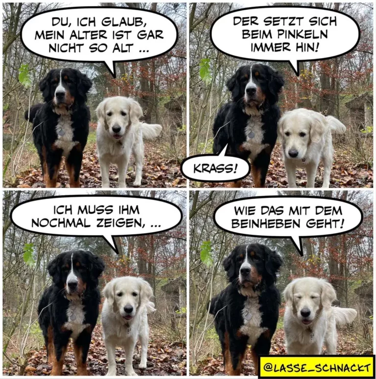 Zwei Hunde im Wald: schwarzer und weisser Hund. Schwarzer Hund sagt dem weissen, dieser setze sich beim Pinkeln immer hin. Weisser antwortet trotzig «Krass!»